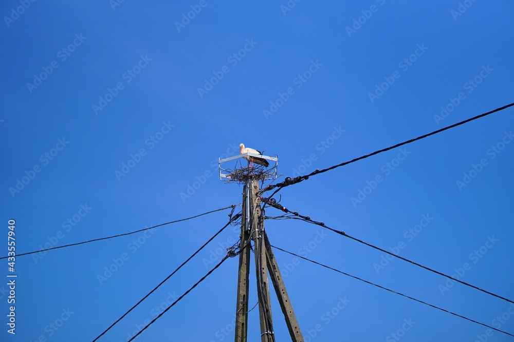 Fototapeta premium A Stork's Nest On A Pole - Blue Sky 
