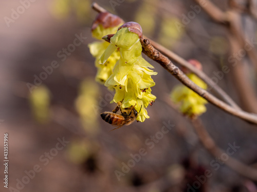 Corylopsis coreana and pollen collection bees in the yellow-flowered spring.