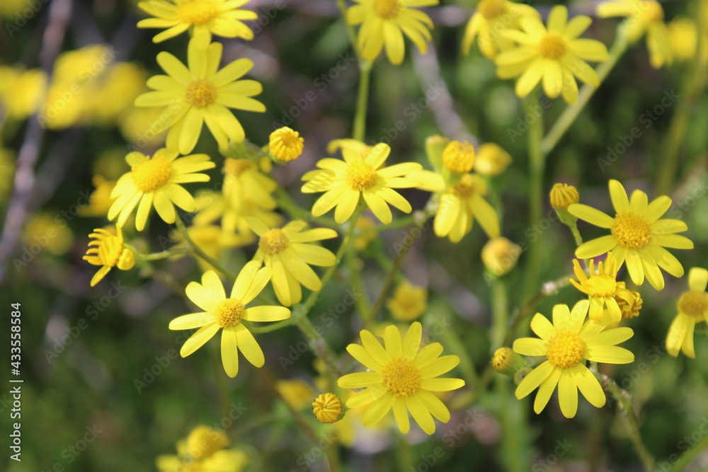 Obraz premium Flower