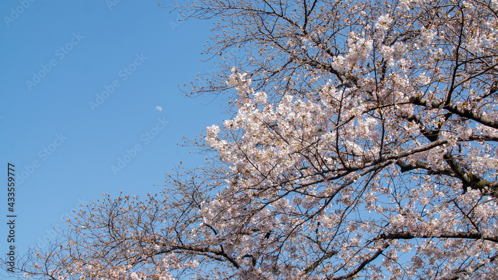Low angle shot of pink cherry blossom sakura trees isolated against bright sky perspective with flower petals in spring in Kanagawa in Japan. Low angle shot of pink cherry blossom sakura trees isolated against bright sky perspective with flower petals in spring in Kanagawa in Japan.