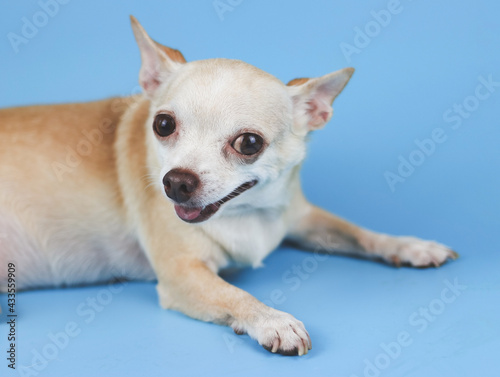 brown chihuahua dog lying down on blue background, smiling and looking at camera. © Phuttharak