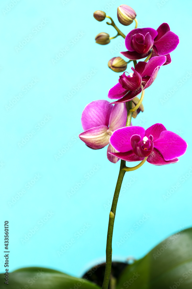 Fototapeta premium branch of orchid phalaenopsis of bright pink color on blue background with copy space