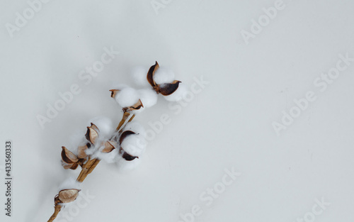Dry branch of cotton on a light background. Layout for design. Place for an inscription.