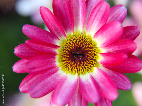 Marguerite daisy is a freely blooming shrub  attractive to bees and butterflies