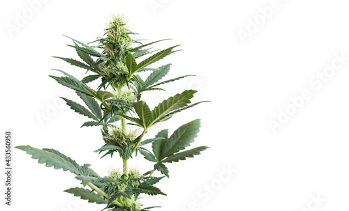 Cannabis plant isolated on white background with empty place for text. Banner with green flowering marijuana plant with big leaves  flowers  buds. Cultivation agriculture hemp for medical use