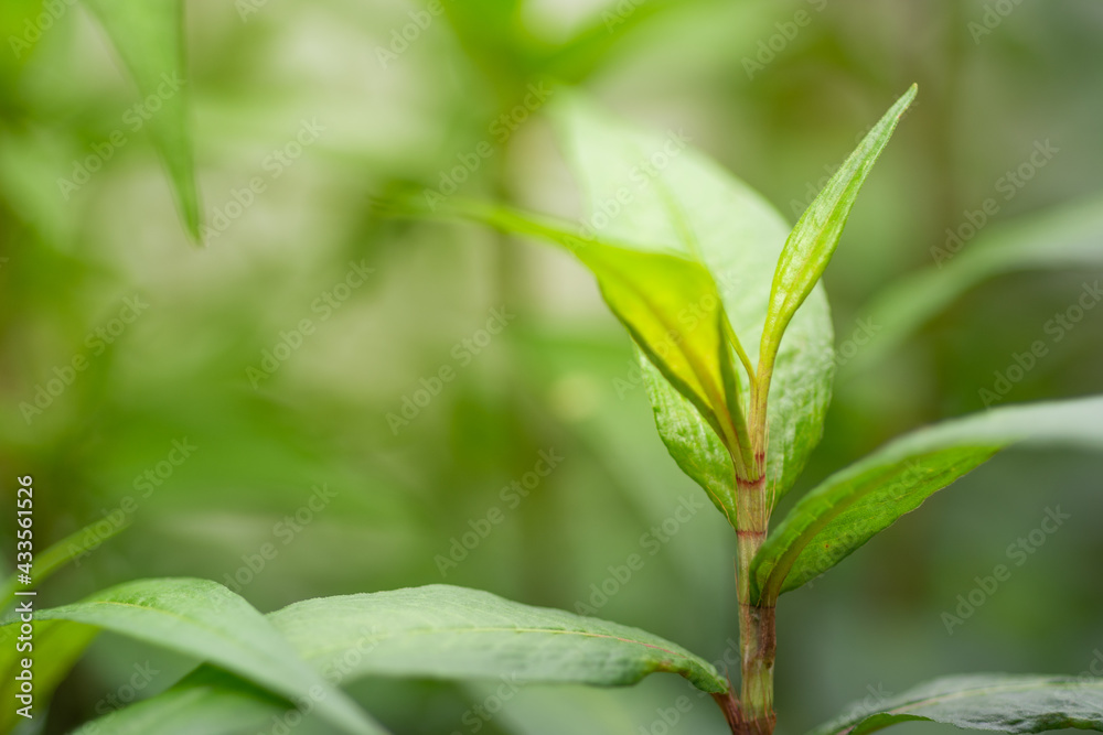 Vietnamese Coriander, laksa mint leaves pattern on nature background. Vietnamese Coriander, laksa mint leaves pattern on nature background.