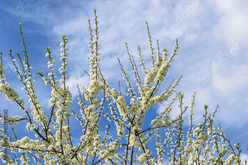 Branches of blossoming cherry on a spring day against a blue sky with white clouds. White on blue, close-up. Lush flowering of fruit bushes in the village garden. Ural (Russia) 