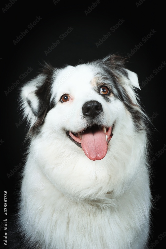 Fototapeta premium portrait of Australian shepherd 