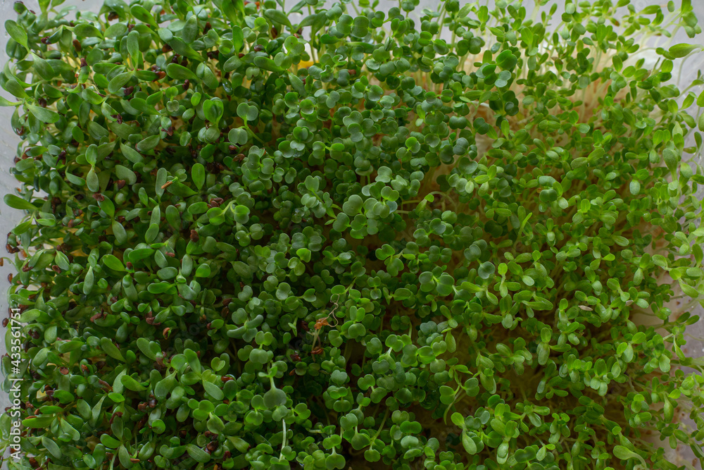Fresh micro greens closeup. Top view on growing arugula for healthy salad. Home garden and healthy lifestyle concept, vegan. Selective focus Fresh micro greens closeup. Top view on growing arugula for healthy salad. Home garden and healthy lifestyle concept, vegan. Selective focus