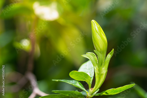 Nature view of green leaf on blur greenery background with copy space.