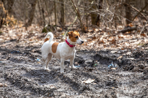 Fototapeta Naklejka Na Ścianę i Meble -  jack russell terrier on a walk in the woods listening to the sounds.