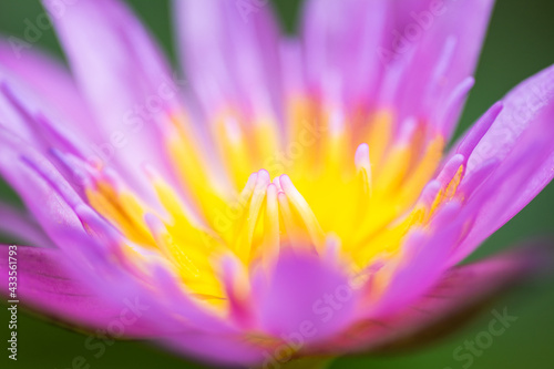Pink waterlily, lotus flower on nature background.