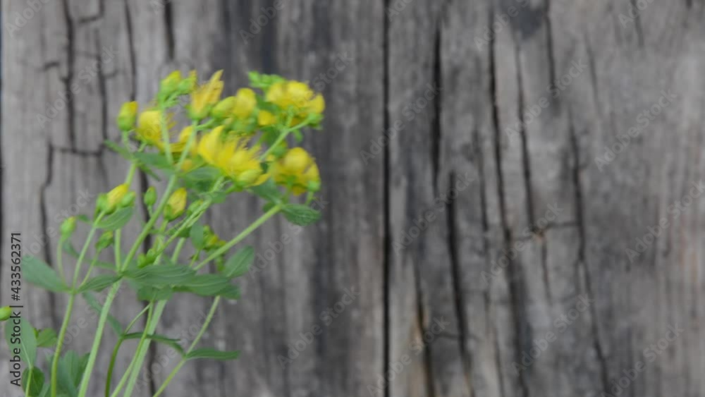 St. John's wort medicinal plant against the background of wooden boards. High quality FullHD footage