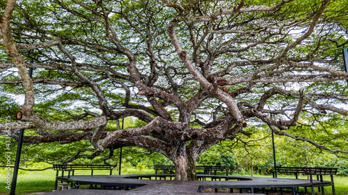 Wooden bench around the large green trees, Tranquil atmosphere under the trees, Walkway around the large trees, Green forest nature wood sunlight, A lot of branches leaves of trees