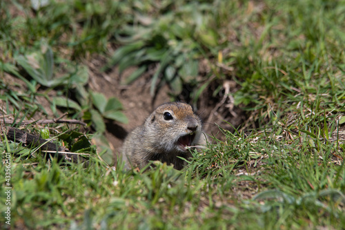 close-up gopher screaming in the field