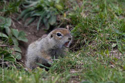 close-up gopher screaming in the field