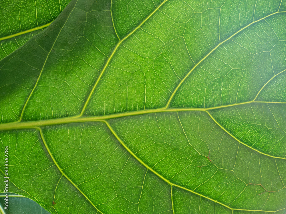 Texture of green leaf beautiful of nature Texture of green leaf beautiful of nature