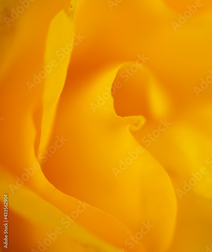 Das Innere der Rose in gelb