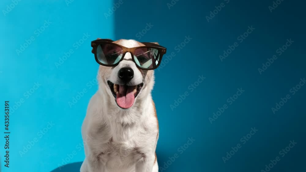Jack Russell terrier in sunglasses looks at camera on blue Jack Russell terrier in sunglasses looks at camera on blue