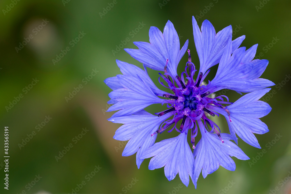 A view looking down on a Cornflower head of flowers, Morrab Subtropical Gardens, Penzance, Cornwall, England, UK. A view looking down on a Cornflower head of flowers, Morrab Subtropical Gardens, Penzance, Cornwall, England, UK.