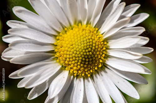 Daisy plant in the forest  close up 