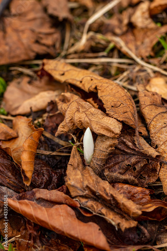 White Crocus plant in the forest, close up 