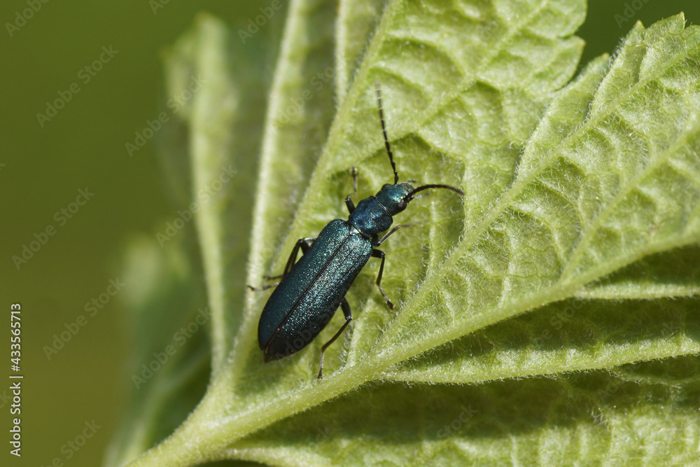 Blue-green beetle Ischnomera cyaneaon the back of a leaf. Family Oedemeridae, false blister beetles, pollen-feeding beetles. Dutch garden. Spring, May, Netherlands.