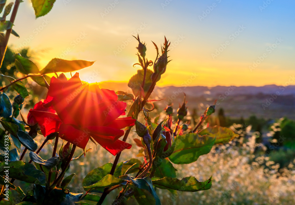 Blooming red rose with sun flare at sunset in Napa Valley, California, USA