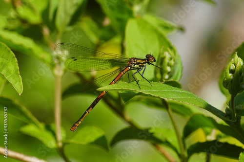 Large red damselfly (Pyrrhosoma nymphula), family Coenagrionidae. Resting on a leaf of a shrub Deutzia in a Dutch garden. Spring, May, Netherlands 