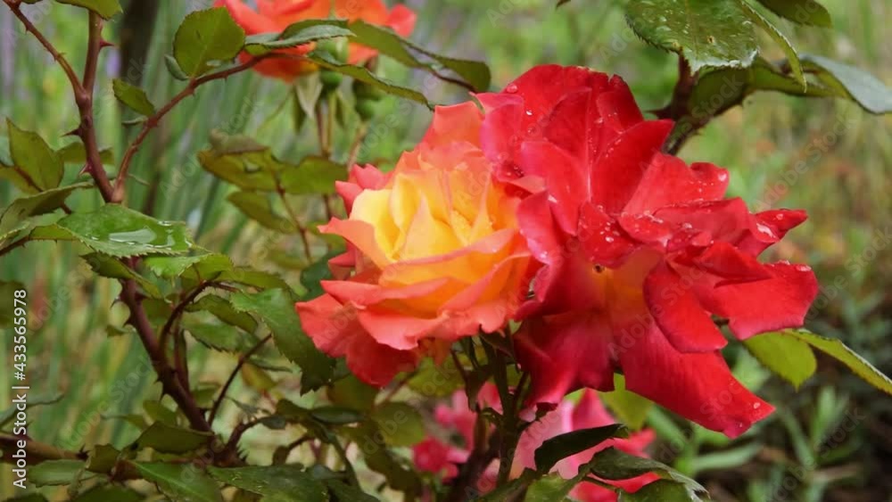 Close up of blossomed hybrid tea rose, floral gardening concept
Close up of blossomed hybrid tea rose, floral gardening concept