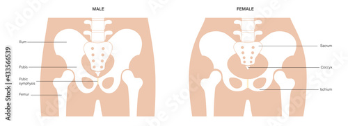 Human pelvis joints