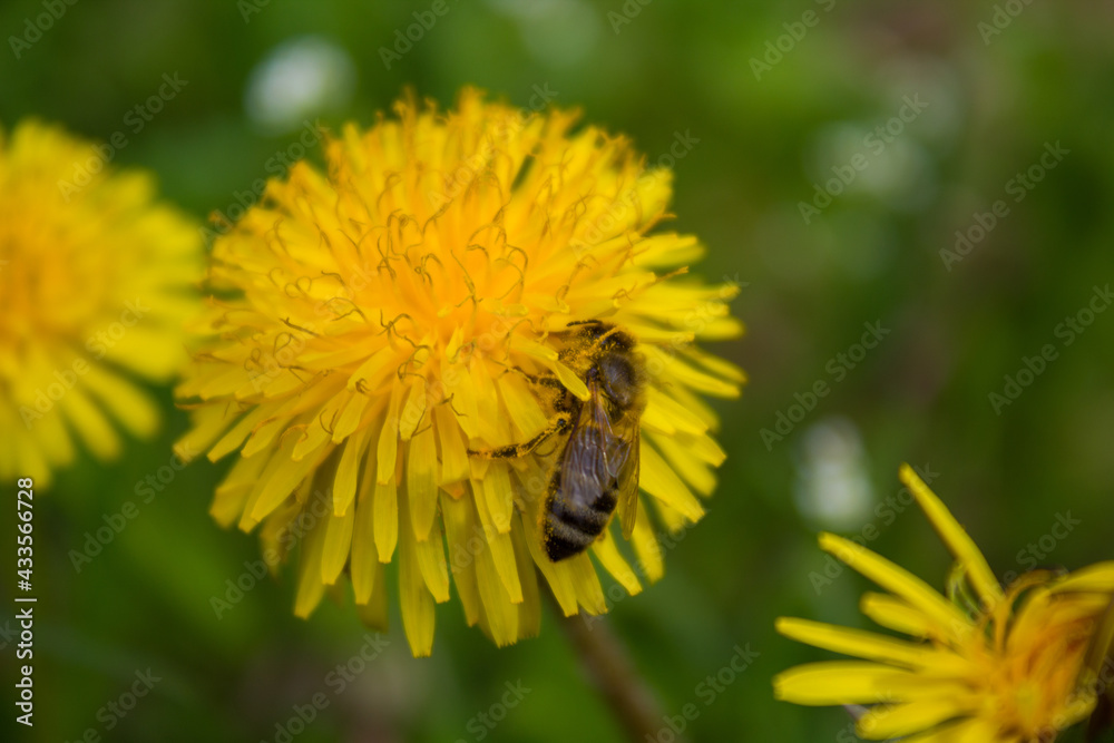 A bee collects nectar on a yellow dandelion A bee collects nectar on a yellow dandelion