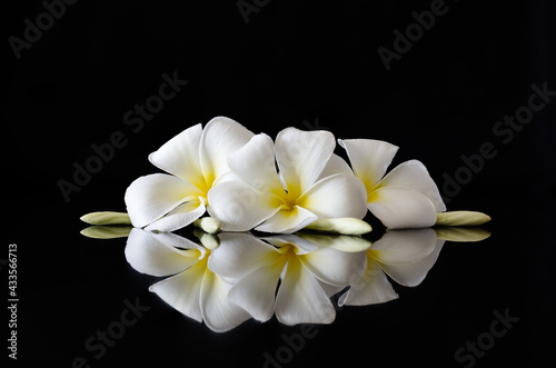 frangipani flower with reflection on a black surface 