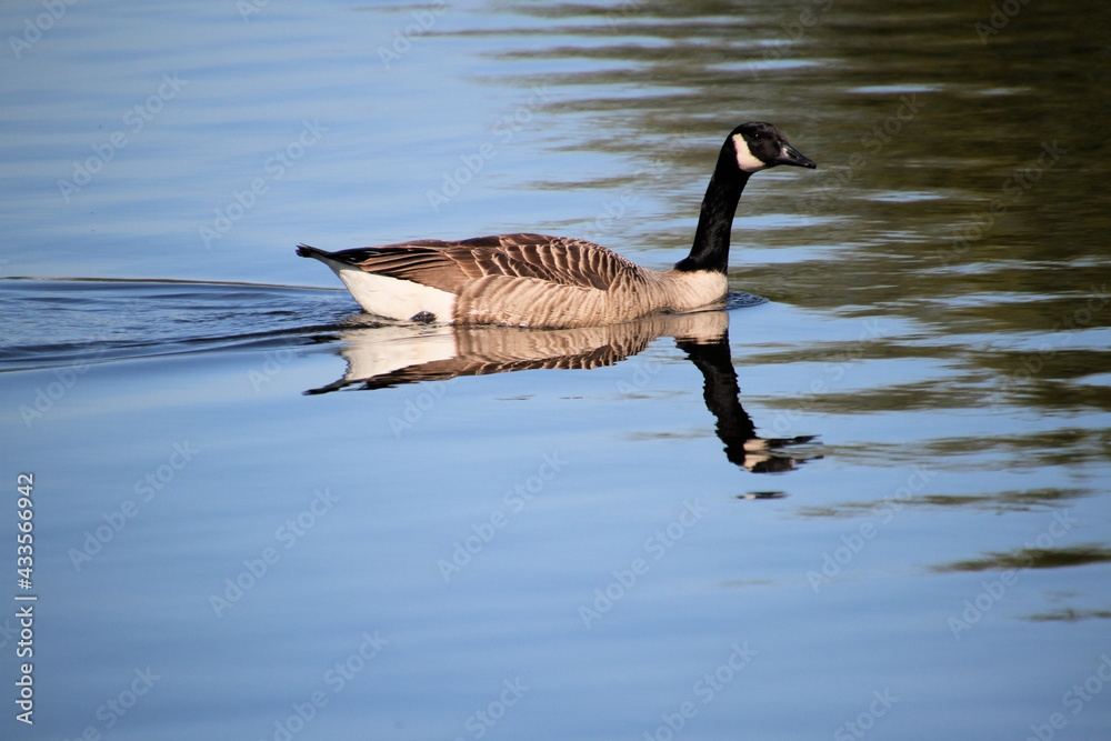 A view of a Canada Goose on the water