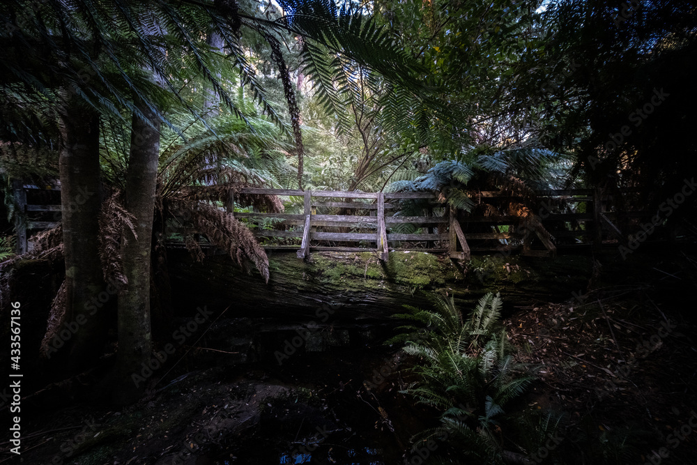 Tasmanian Rainforest