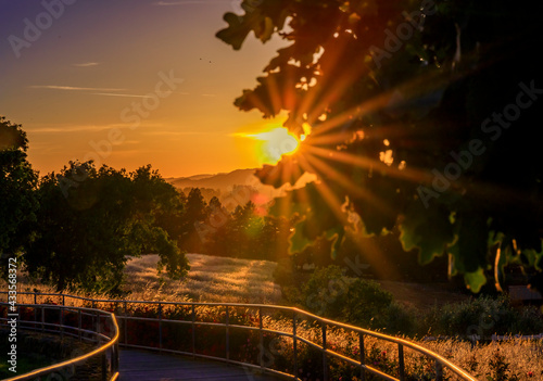 Landscape with a sun flare at sunset in Napa Valley, California, USA