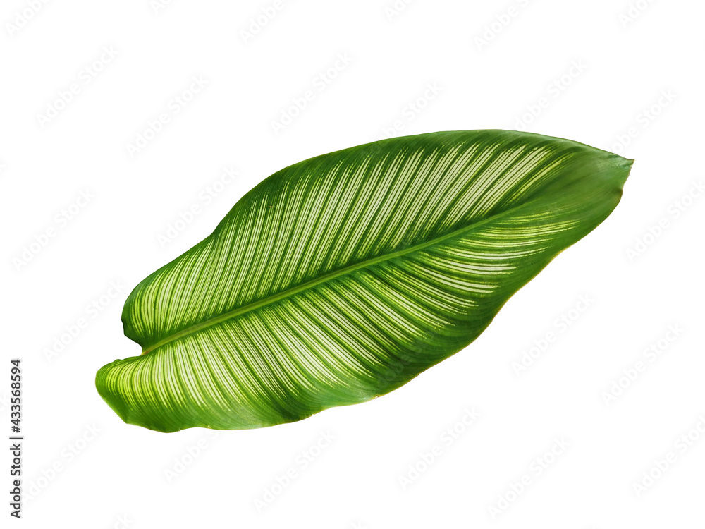 Obraz premium green leaf isolated on white