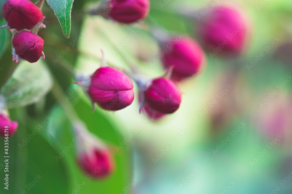Obraz premium Pink apple buds before abundant flowering. The background is blurred. Place for the inscription. The concept of spring and flowering gardens