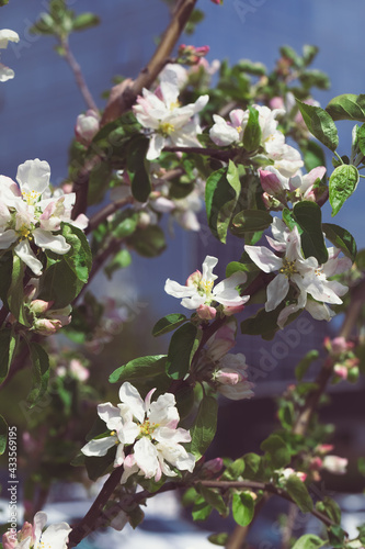 Mahr flowers on a spring flowering apple tree. close-up. Gardens and nature. film effect. Place for text, copyspace photo