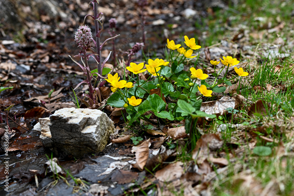 Obraz premium spring flowers