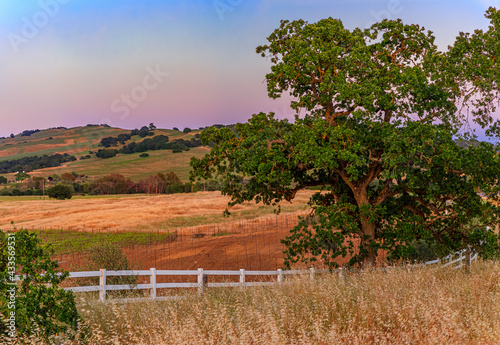 Landscape at a vineyard in the spring in Napa Valley, California, USA photo