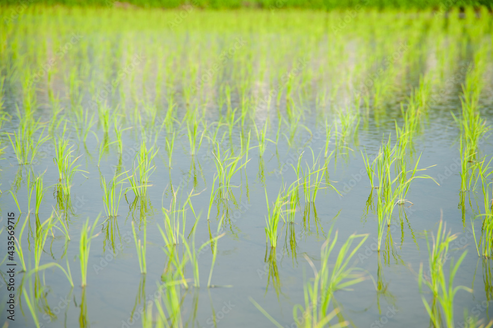 田植えの風景 田植えの風景