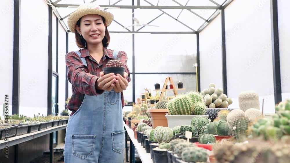 Asian farmer present young Mammillaria bocasana cactus in hands gently on house background. Decorative plants can be used to decorate the living room and living room or on the desk. Asian farmer present young Mammillaria bocasana cactus in hands gently on house background. Decorative plants can be used to decorate the living room and living room or on the desk.