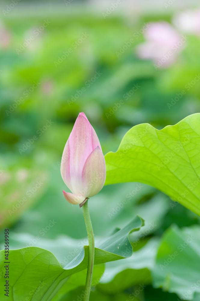 ハスの花のつぼみ