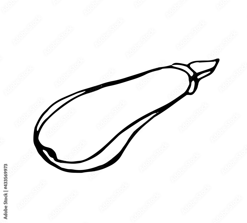 eggplant, black outline drawn by a pen eggplant, black outline drawn by a pen