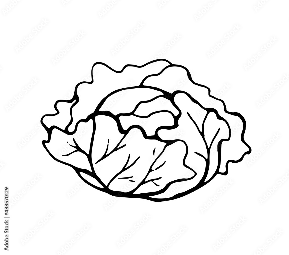 white cabbage, black outline drawn by a pen white cabbage, black outline drawn by a pen