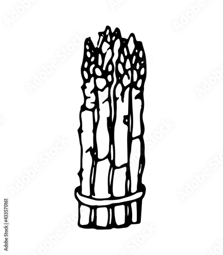 asparagus, black outline drawn by a pen