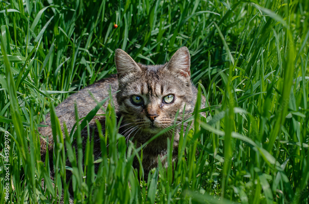 The street cat is sitting in the sun. The yard cat walks on the street. Abandoned pet. The street cat is sitting in the sun. The yard cat walks on the street. Abandoned pet.