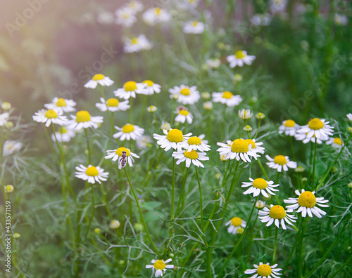 White daisies, illuminated by sunlight, on the lawn. Fresh pharmacy chamomile. The spring flowers have bloomed and are pollinated by bees.