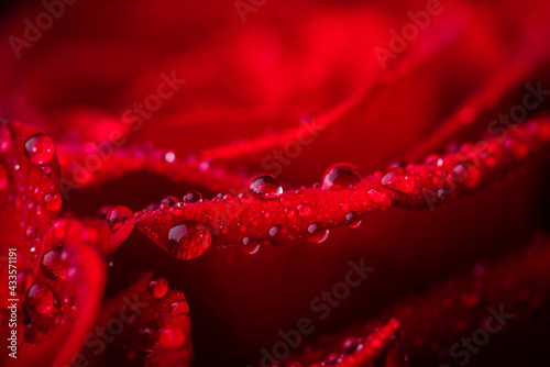 Beautiful red roses with waterdrops. Selective focus. Shallow depth of field.